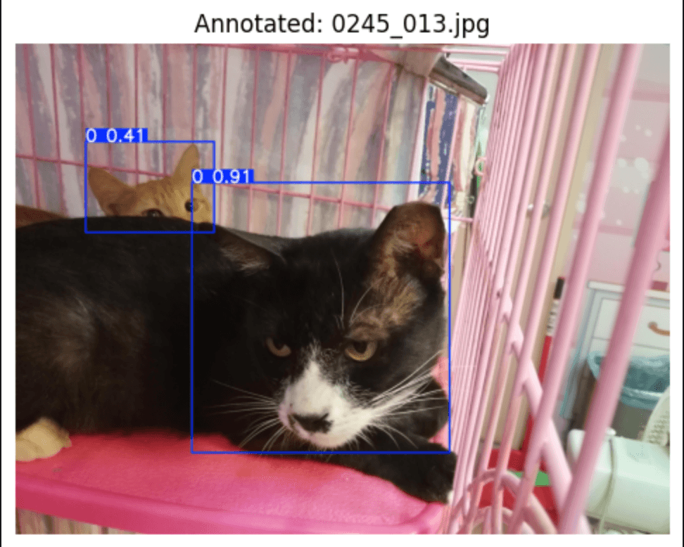 Black-and-white cat in a pink cage with an orange cat partly hidden behind it; blue detection boxes mark both faces